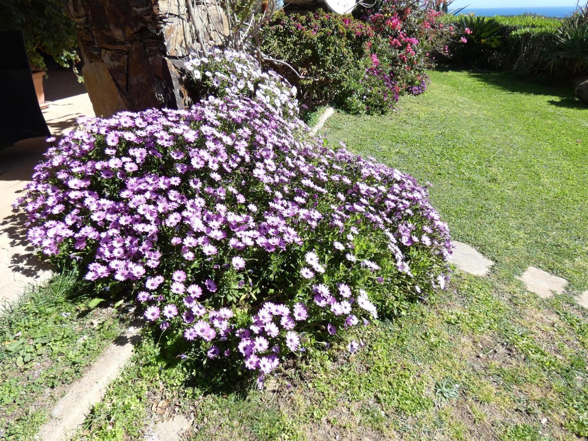 סיניסקולה Comino Alto Agriturismo E Appartamenti מראה חיצוני תמונה